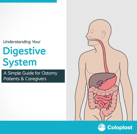 Digestive system diagram for ostomy patients and caregivers